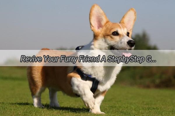  Revive Your Furry Friend A StepbyStep Guide to Safe Canine Lancing and Drainage